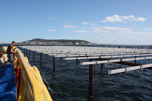 Visite de l'étang de Thau en bateau avec Sète Croisières
