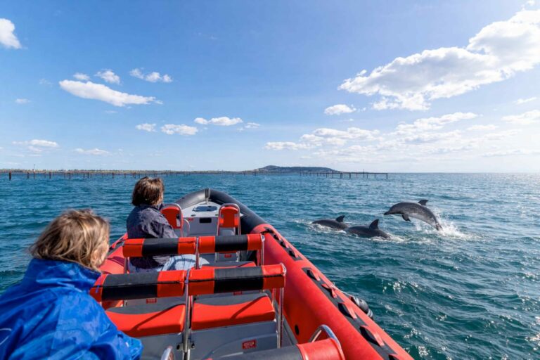 Promenade dauphins en X-boat 12 places avec Sète Croisières