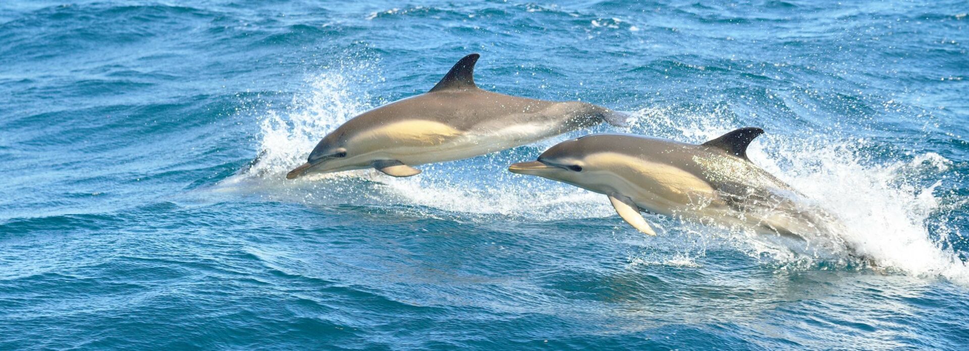 Promenade dauphins en X-boat 12 places avec Sète Croisières
